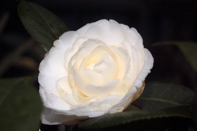 DSC_00290029.JPG