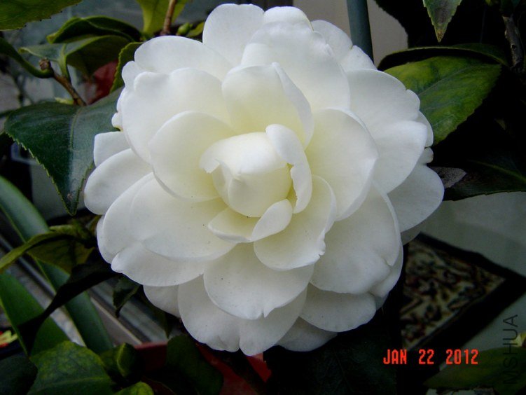 ����2012 (4).jpg