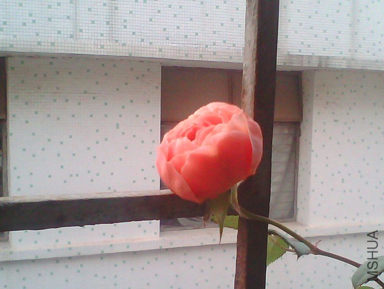 IMG00041.jpg