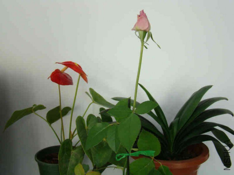 DSC05024.JPG