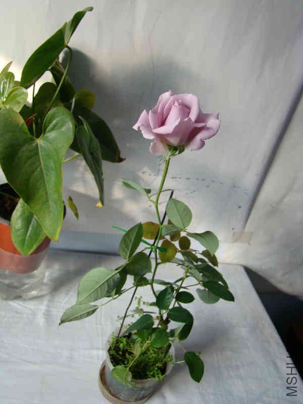 DSC05048.JPG