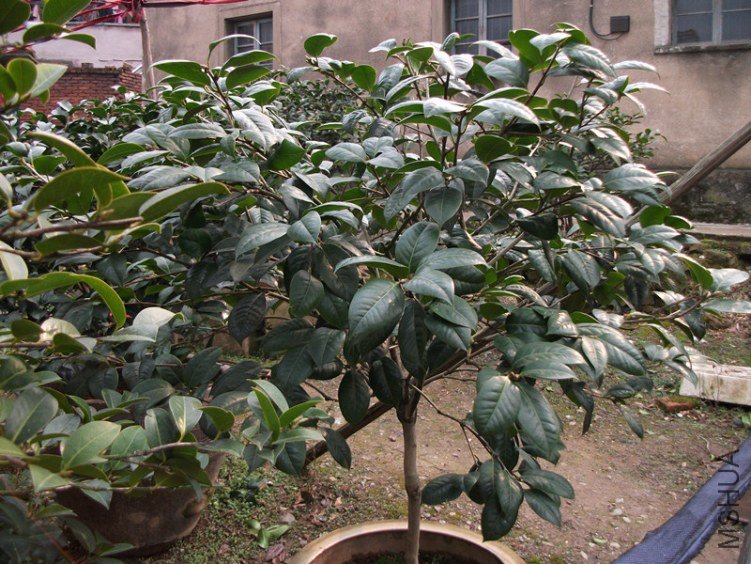 ����˹����