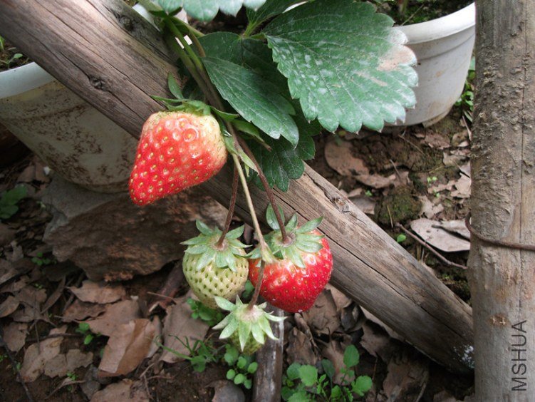 DSCF3903_����.jpg