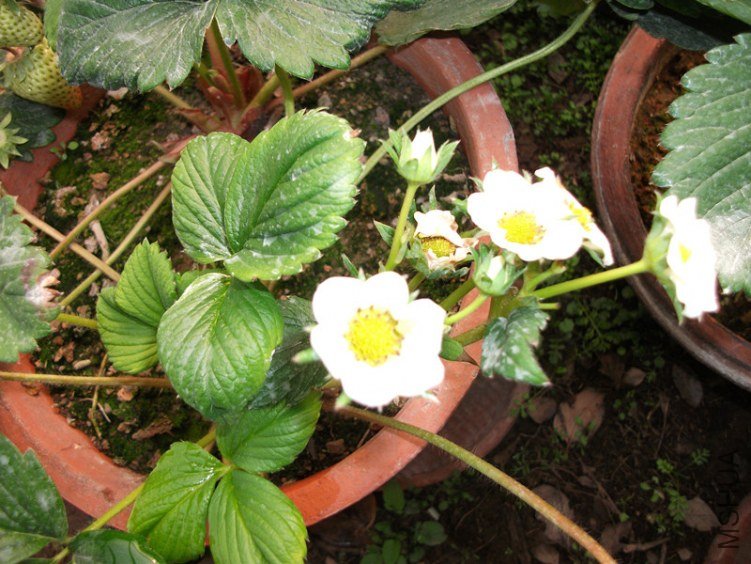 DSCF3905_����.jpg