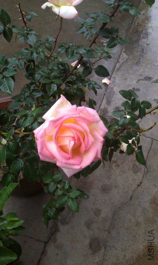 IMAG0086.jpg