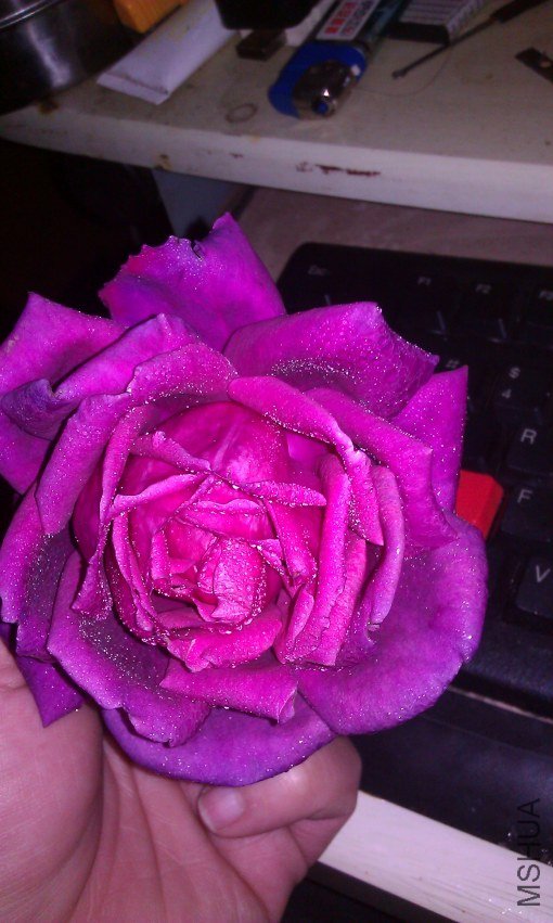 IMAG0064.jpg