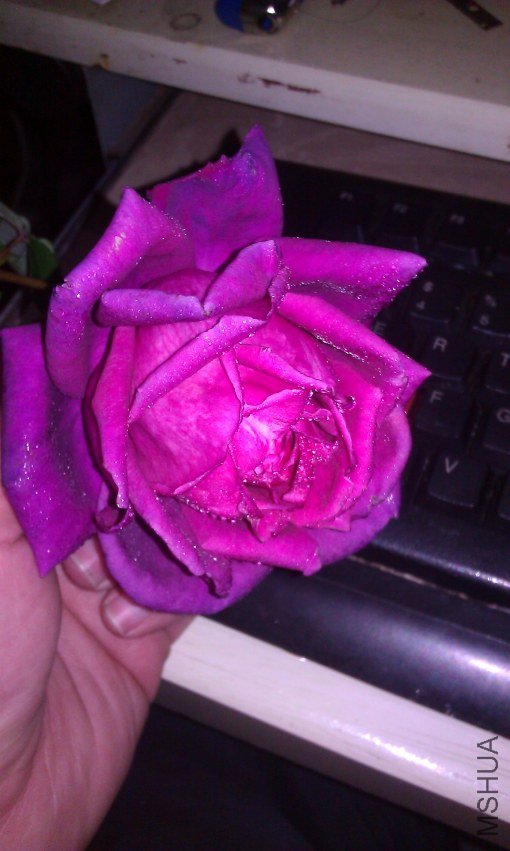 IMAG0065.jpg