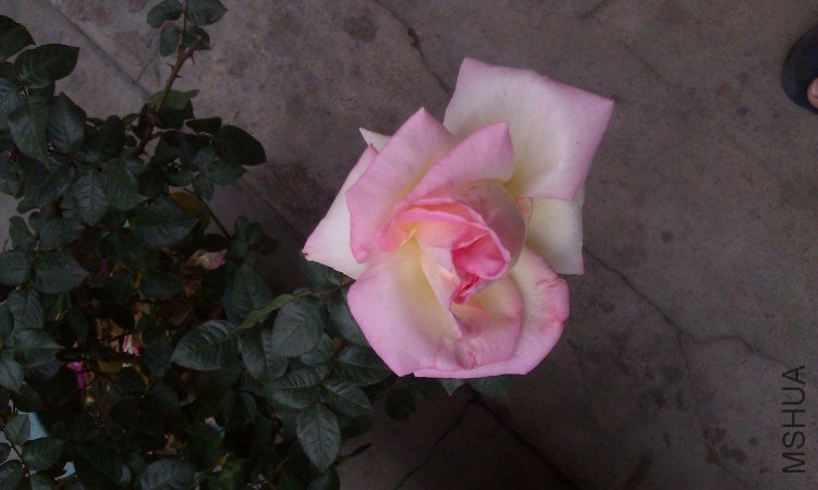 IMAG0081.jpg