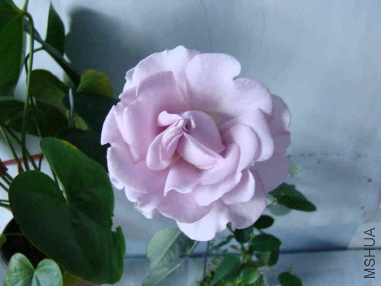 DSC05050.JPG