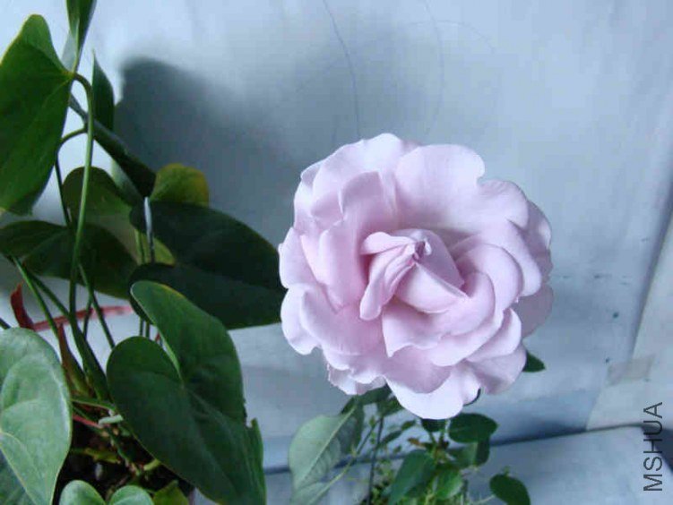 DSC05051.JPG