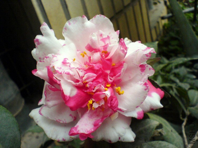 4-DSC01675.JPG