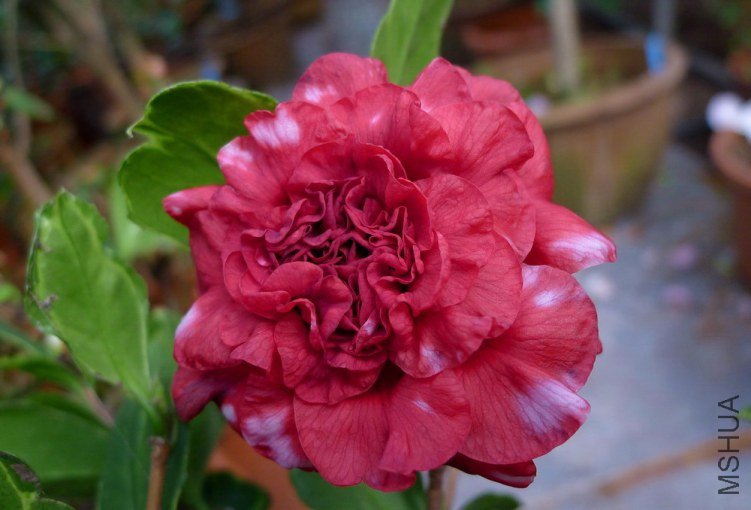 �����ſ�