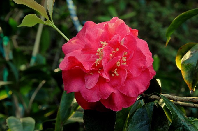 DSC_7084-SS.jpg