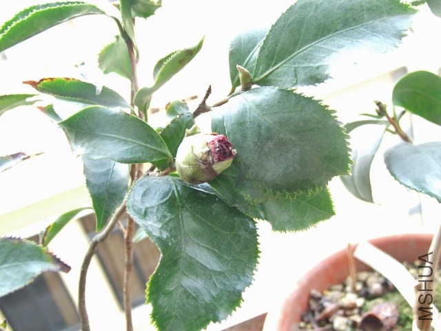 2011-12-23 003 (640x480).jpg