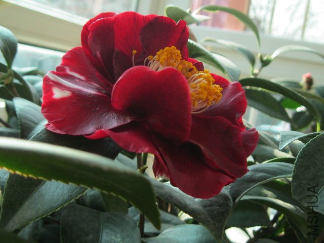 IMG_4238.jpg