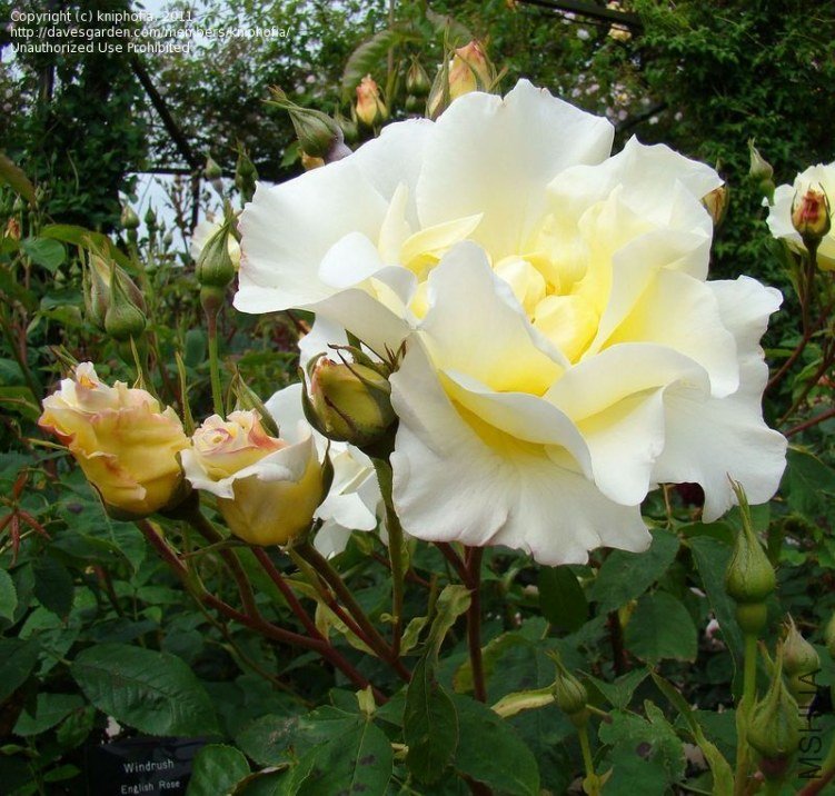 8c866f.jpg