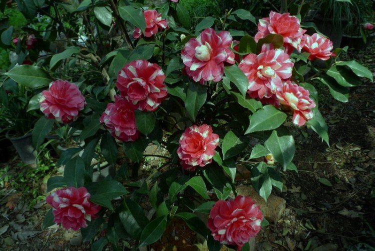 w1.jpg