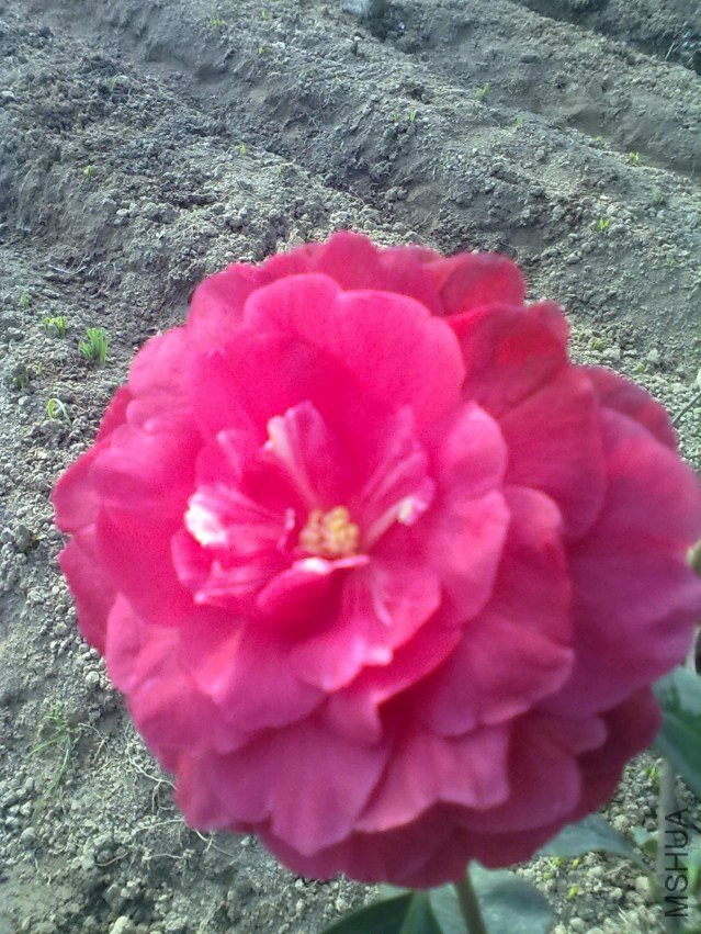 20120125165.jpg