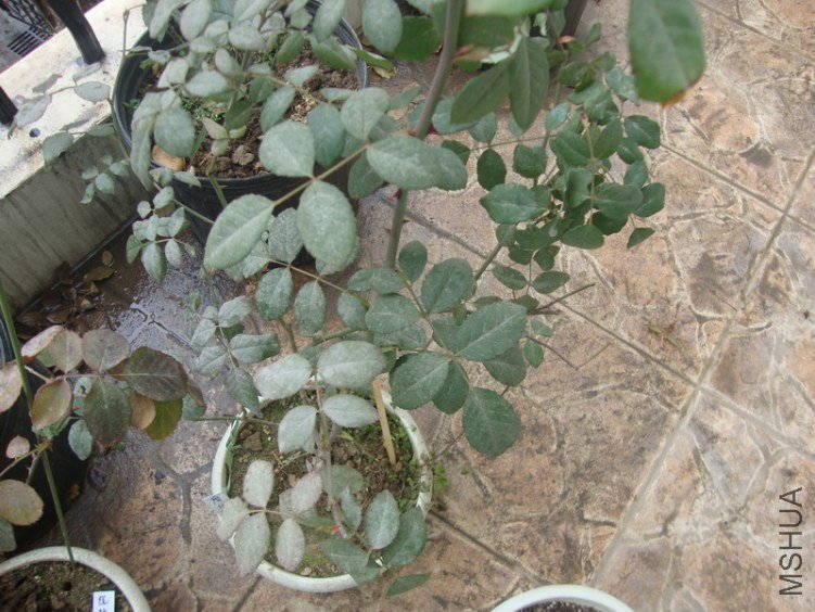ħ1.JPG
