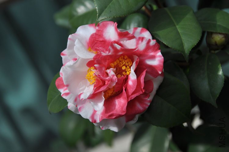 DSC_1585.JPG