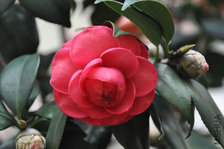 DSC_1553.JPG