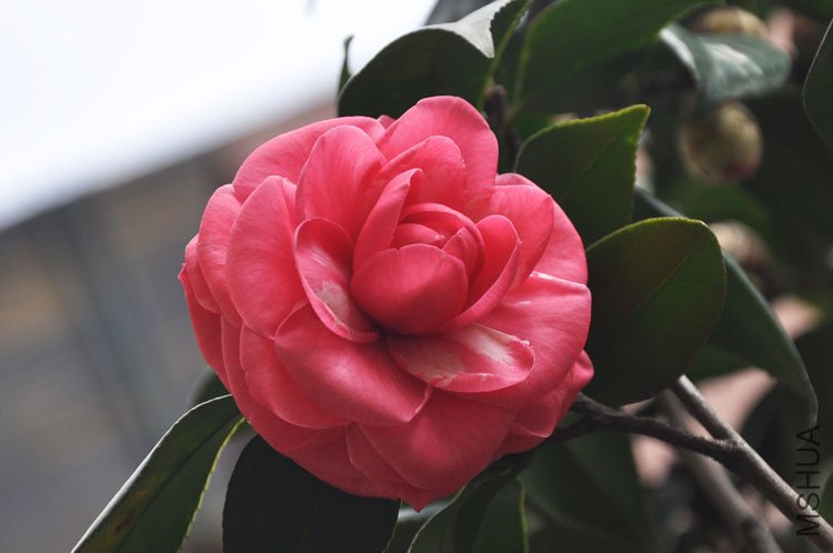 DSC_1562.JPG
