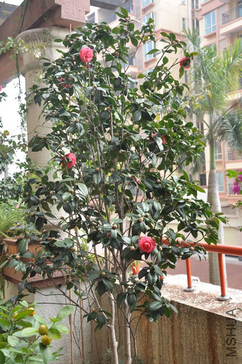 DSC_1565.JPG