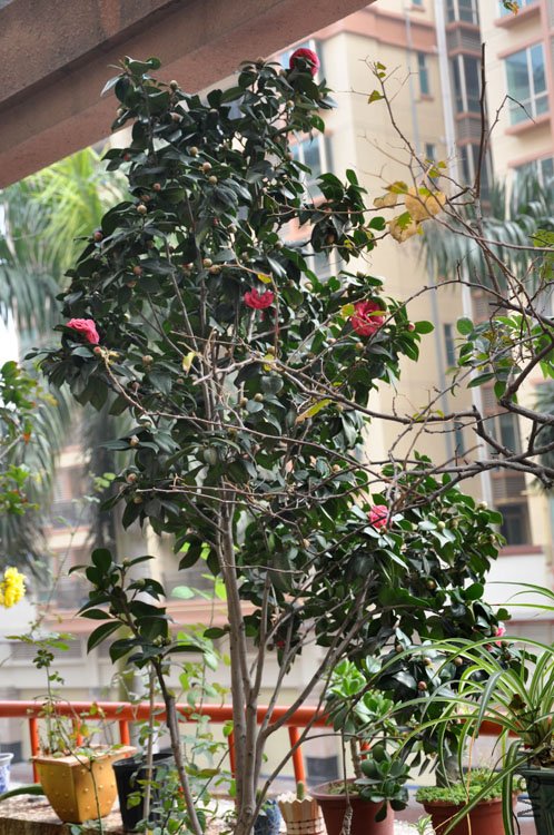 DSC_1566.JPG