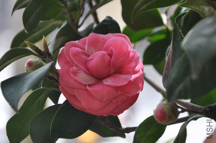 DSC_1575.JPG