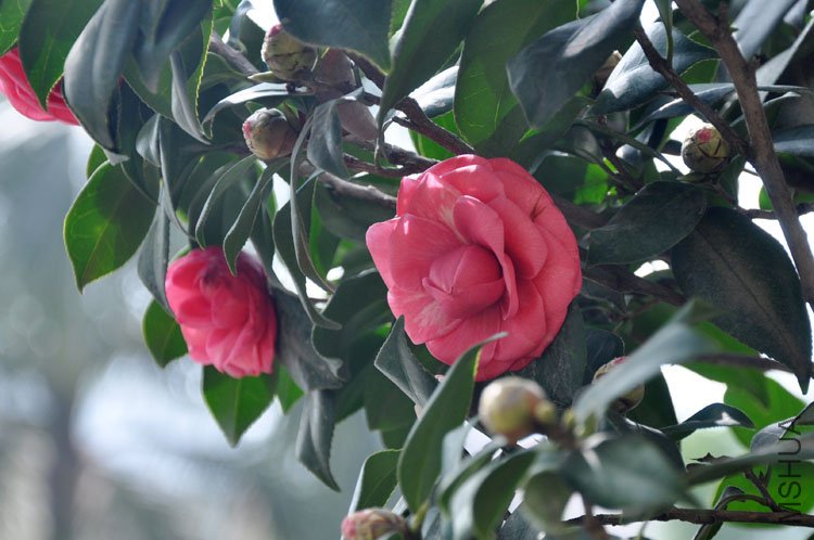 DSC_1576.JPG