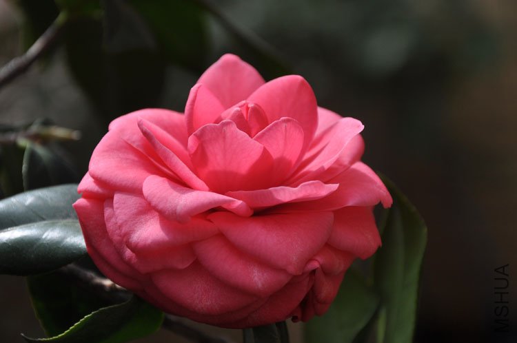 DSC_1578.JPG