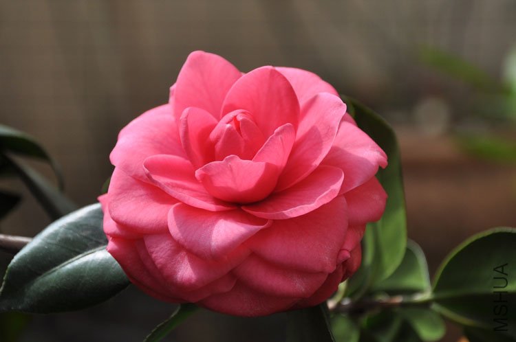DSC_1579.JPG