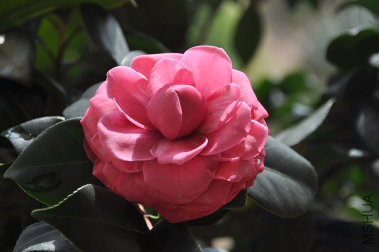 DSC_1580.JPG