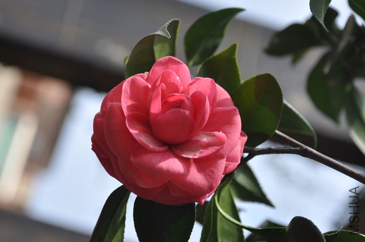 DSC_1581.JPG