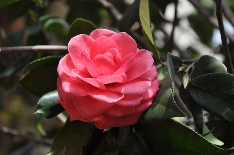 DSC_1582.JPG