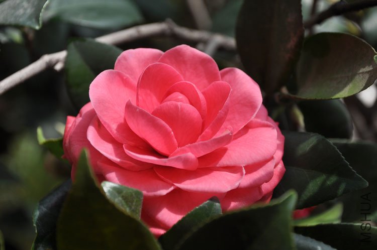 DSC_1583.JPG