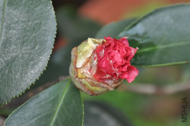 DSC_1590.JPG
