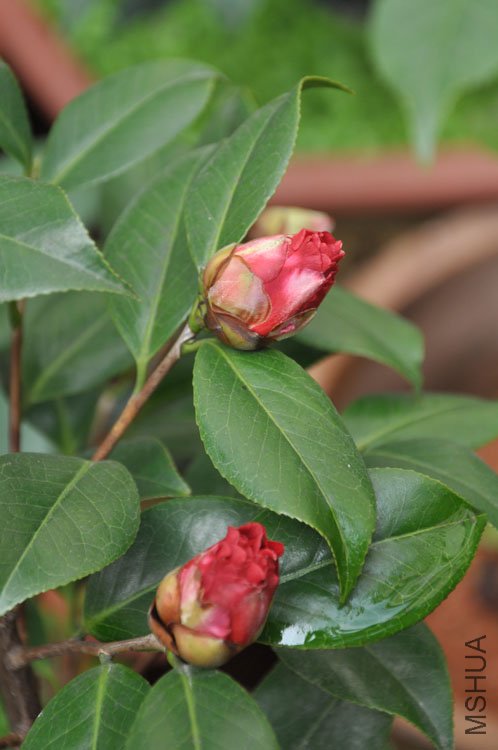 DSC_1591.JPG