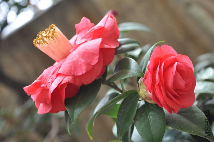 DSC_1560.JPG