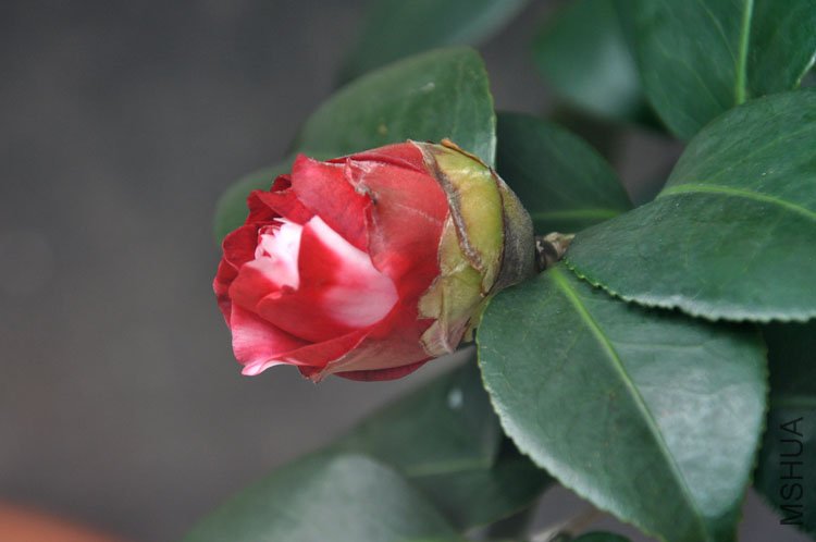 DSC_1557.JPG