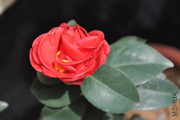 DSC_1559.JPG