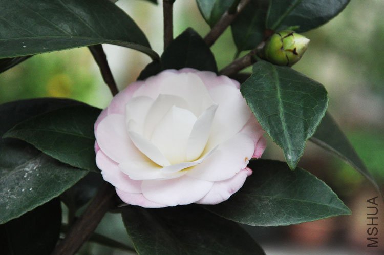 DSC_1595.JPG