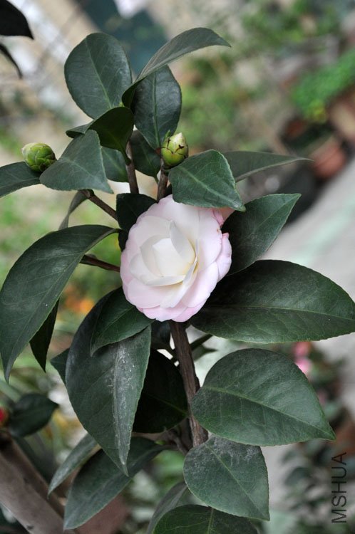 DSC_1596.JPG