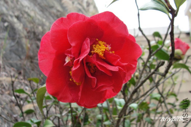 DSC01140-1.jpg