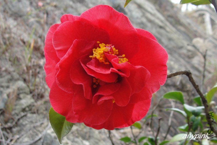 DSC01146-1.jpg