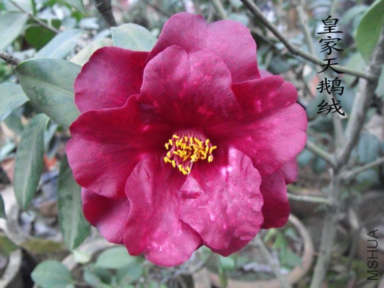 DSCF0347.jpg