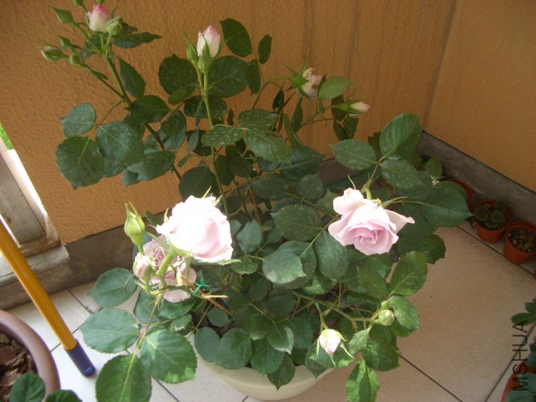 CIMG0024.JPG