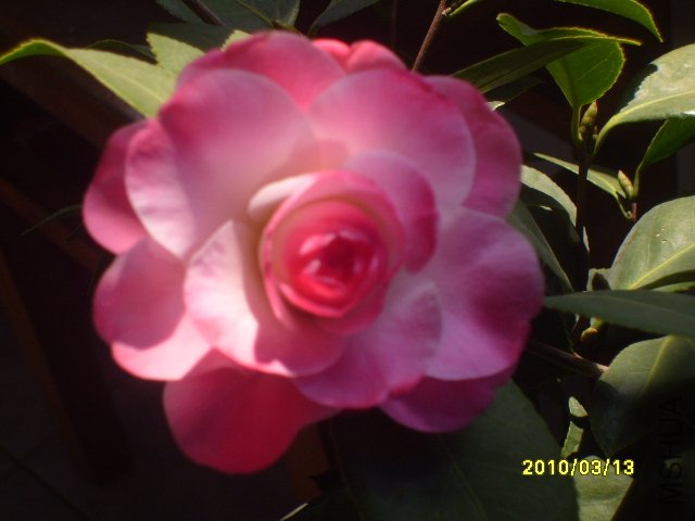 S7000406.JPG