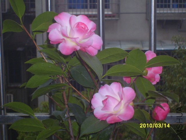 S7000415.JPG