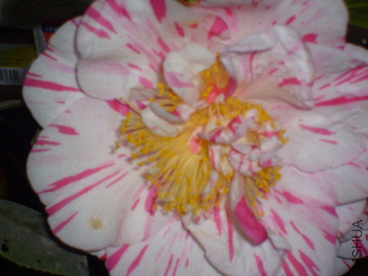 S7000743.JPG